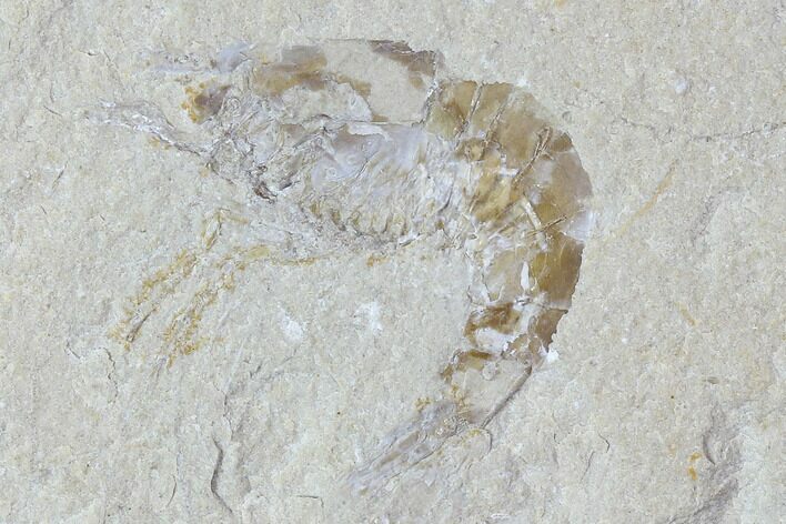 Cretaceous Fossil Shrimp - Lebanon #107670
